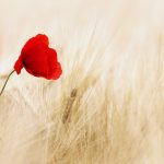 flower-100263_1280