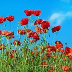 poppy-1447203_1280